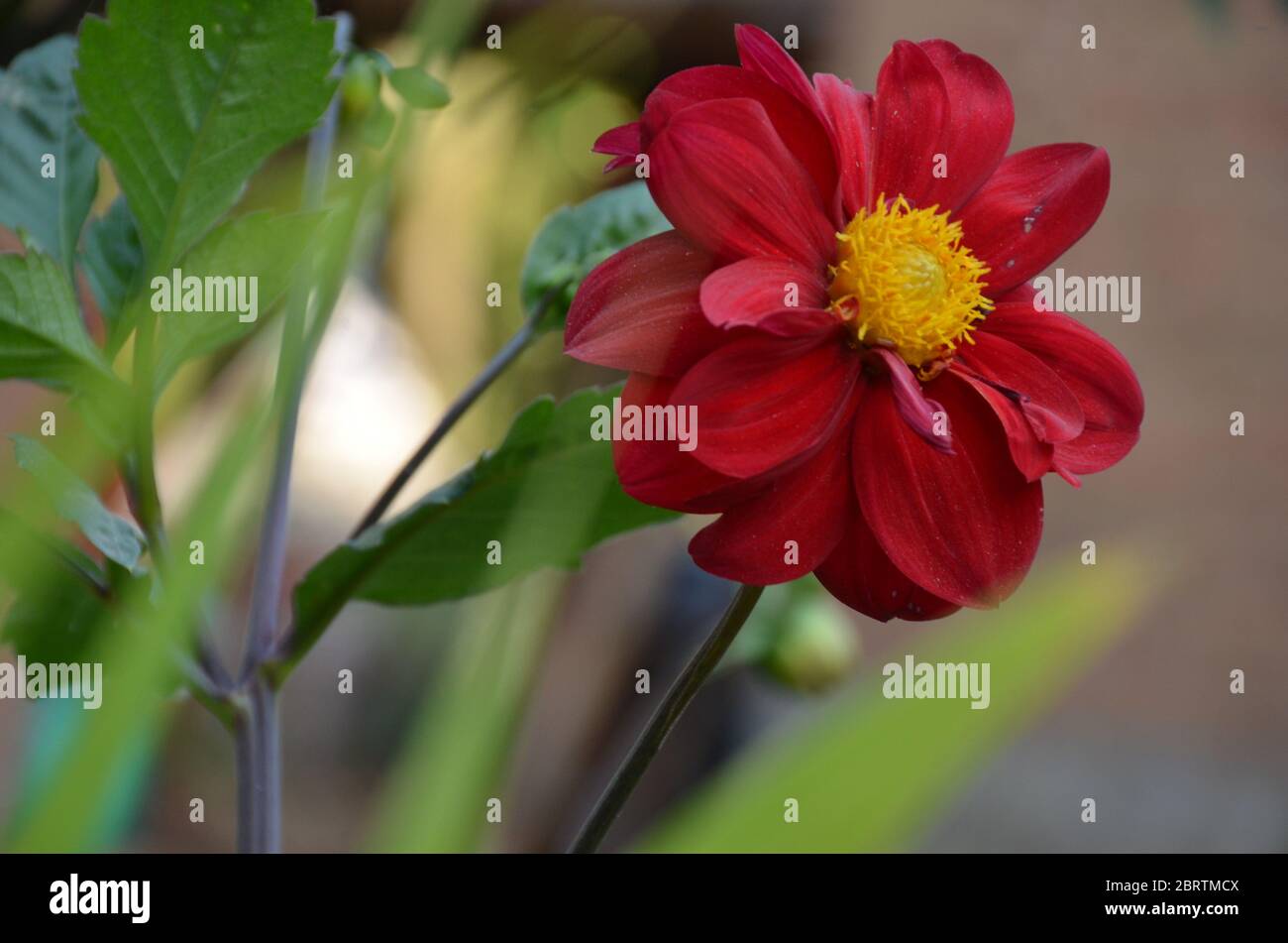 il bel fiore di dahlia con piante nel giardino. Foto Stock