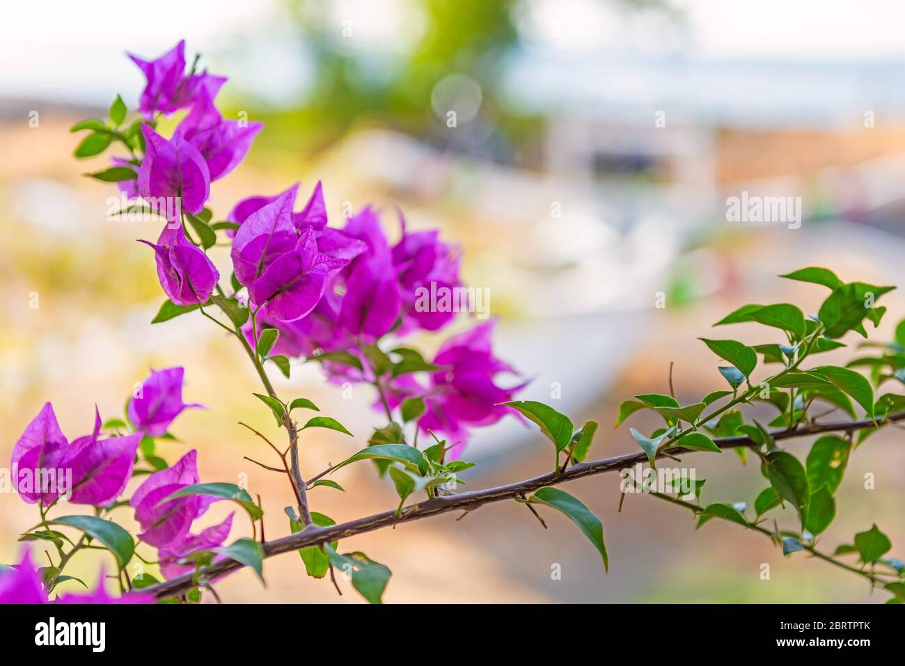 Buganvillea magenta fiori. Bougainvillea fiori come sfondo. Sfondo floreale. Foto Stock