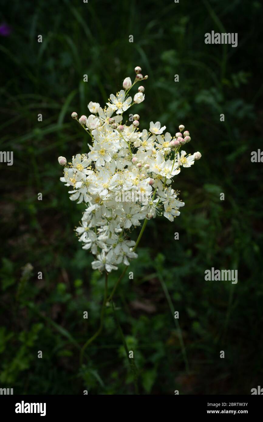 Una testa di fiore singola di foglie di felce dropwort - Filipendula vulgaris, fiori bianchi con sfondo verde scuro sfocato, Francia Foto Stock
