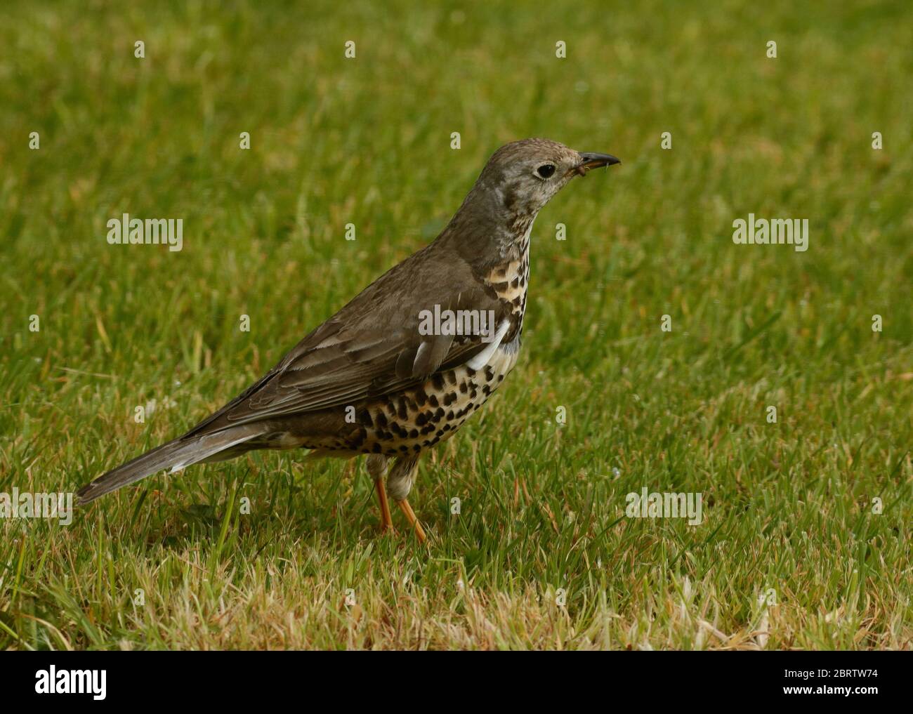 Tordela Foto Stock