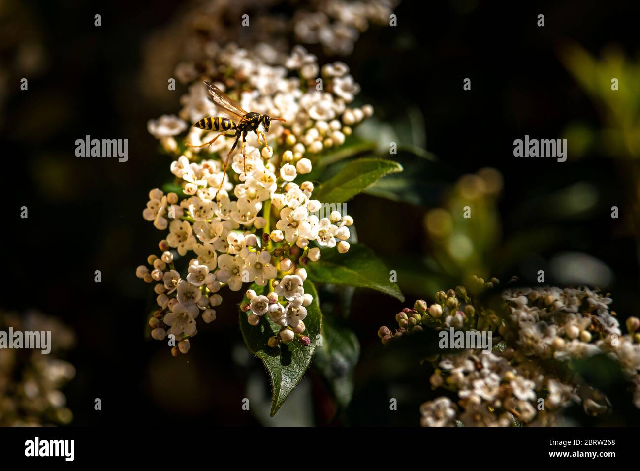 WASP decollo dal fiore viburnum durante la stagione di fioritura Foto Stock