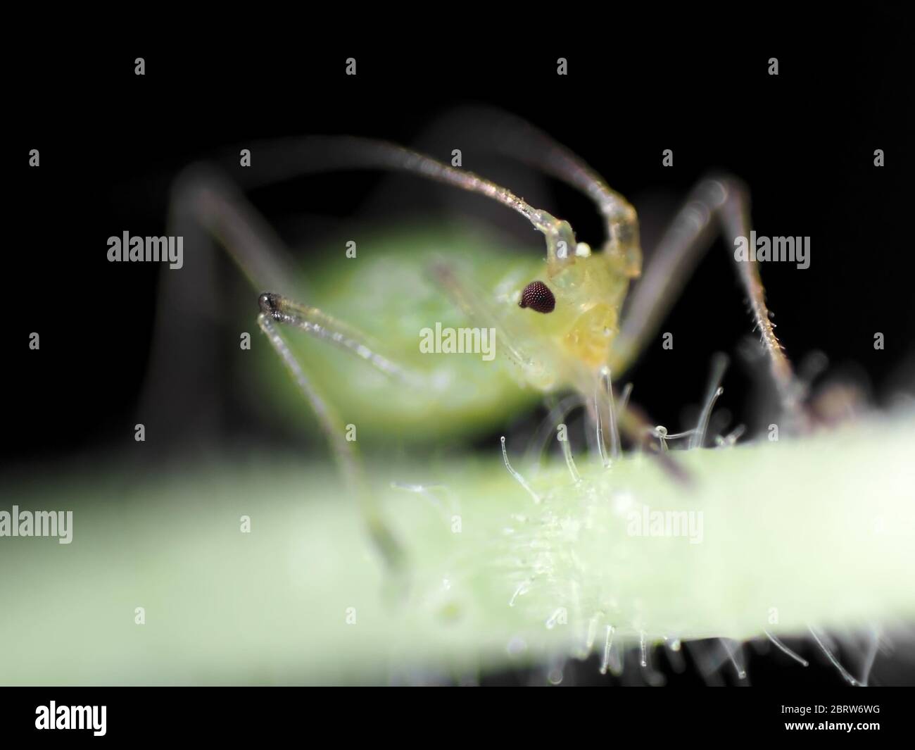 Alimentazione di afide verde su una pianta, foto sotto il microscopio Foto Stock