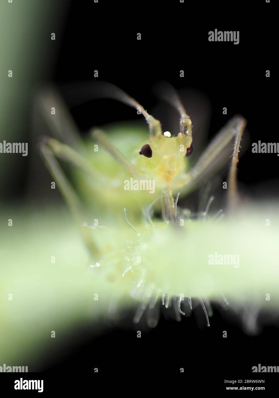 Alimentazione di afide verde su una pianta, foto sotto il microscopio Foto Stock