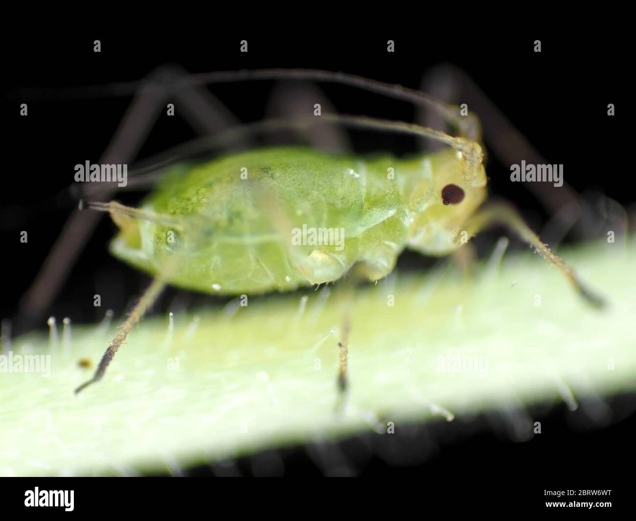 Alimentazione di afide verde su una pianta, foto sotto il microscopio Foto Stock