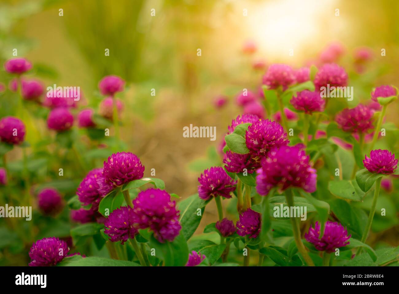 Gomphrena globosa (globo amaranto, bottone di bachelor, makhmali, vadamalli). Fiore viola rotondo fiorisce in giardino tropicale con luce del sole del mattino. Foto Stock