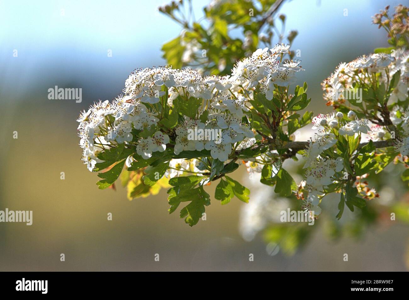 19 maggio 2020, Schleswig, sotto il sole bellissimo il biancospino (Crataegus) fiorisce sul Konigswiesen in Schleswig. Ordine: Rosa (Rosales), Famiglia: Rosa (Rosaceae), sottofamiglia: Maloideae, Tribus: Pireae, Sub-tribe: Rosa (Pyrinae), genere: Biancospino | uso in tutto il mondo Foto Stock