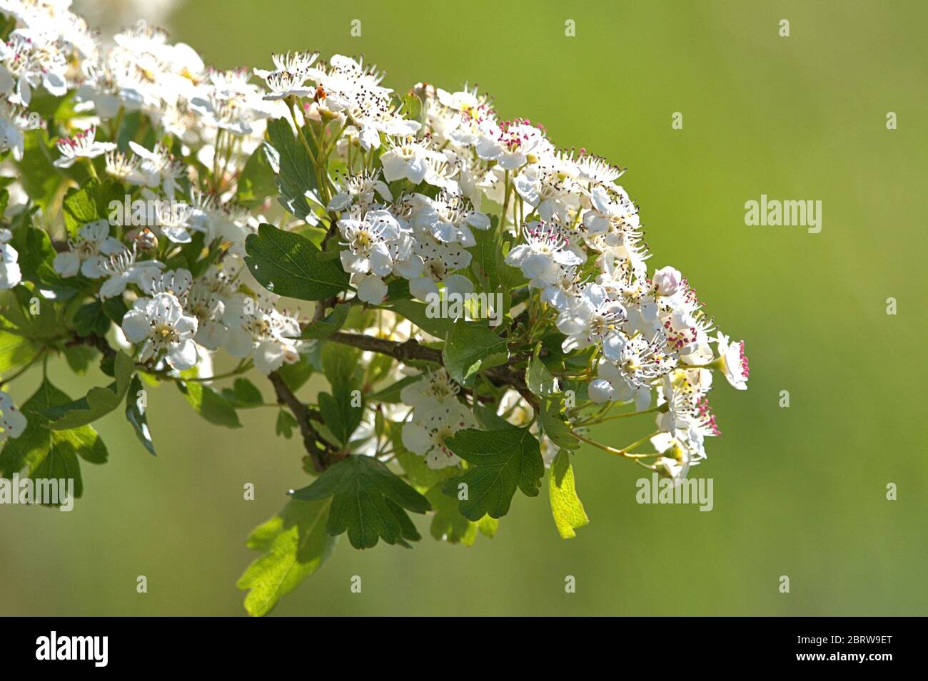19 maggio 2020, Schleswig, sotto il sole bellissimo il biancospino (Crataegus) fiorisce sul Konigswiesen in Schleswig. Ordine: Rosa (Rosales), Famiglia: Rosa (Rosaceae), sottofamiglia: Maloideae, Tribus: Pireae, Sub-tribe: Rosa (Pyrinae), genere: Biancospino | uso in tutto il mondo Foto Stock