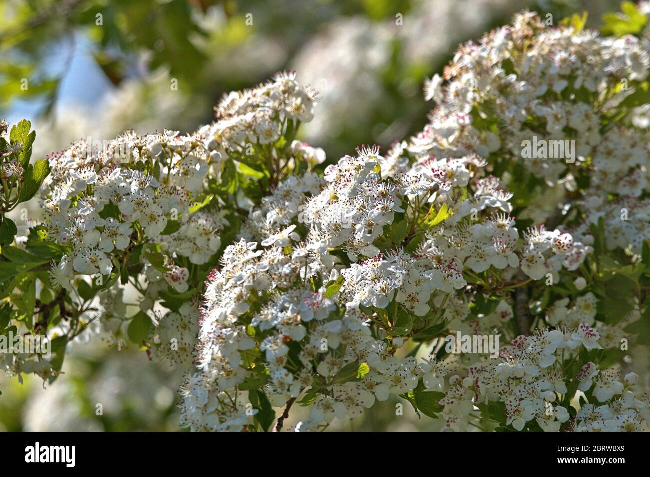 19 maggio 2020, Schleswig, sotto il sole bellissimo il biancospino (Crataegus) fiorisce sul Konigswiesen in Schleswig. Ordine: Rosa (Rosales), Famiglia: Rosa (Rosaceae), sottofamiglia: Maloideae, Tribus: Pireae, Sub-tribe: Rosa (Pyrinae), genere: Biancospino | uso in tutto il mondo Foto Stock
