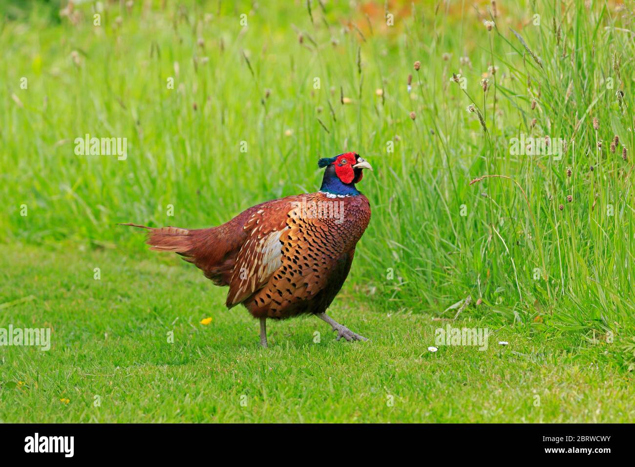 Fagiano maschio in una foresta di giardino di Dean UK Foto Stock