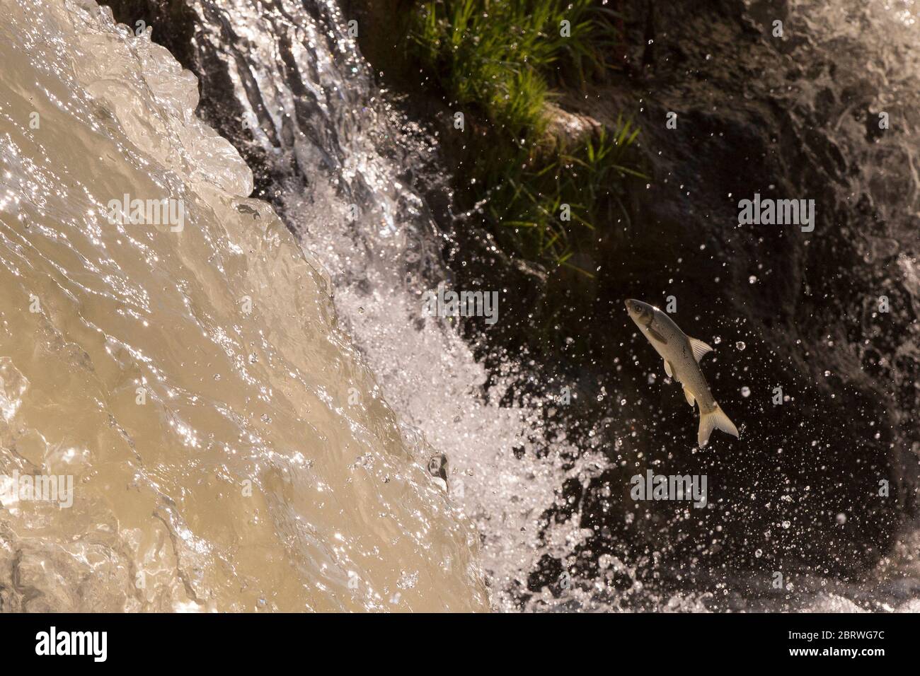 La capoeta damascina, scraper di Levantine o barbetta mesopotamiana, è una specie di pesce ciprino della regione del Vicino Oriente. È riferito dall'Iraq, Isra Foto Stock