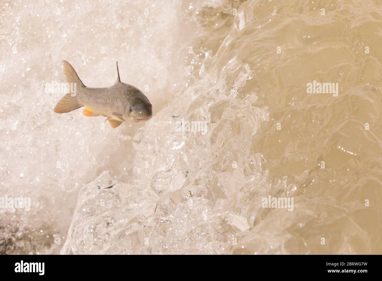 La capoeta damascina, scraper di Levantine o barbetta mesopotamiana, è una specie di pesce ciprino della regione del Vicino Oriente. È riferito dall'Iraq, Isra Foto Stock