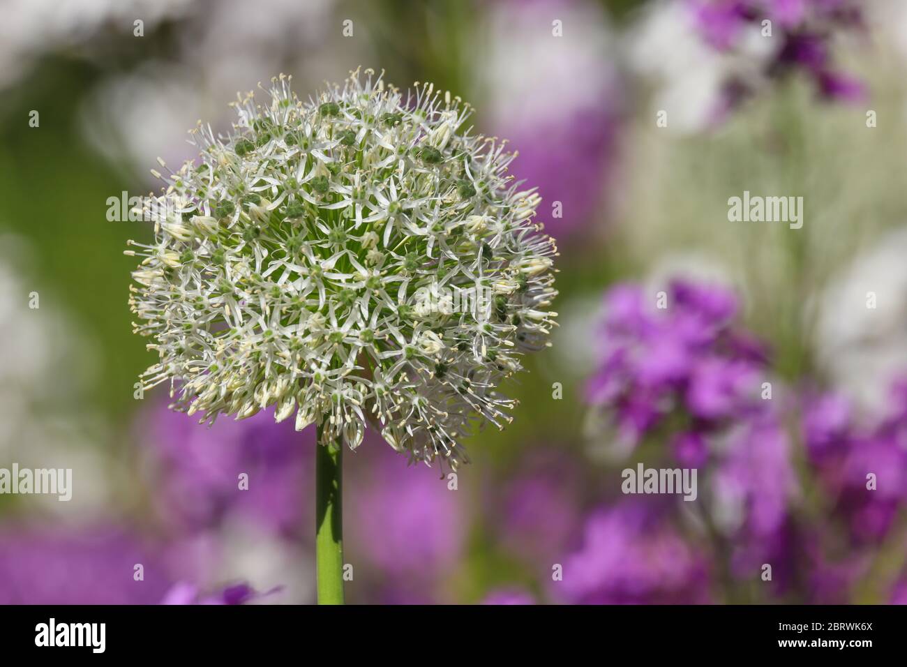 Primo piano di gigantesco fiore bianco di allio isolato su uno sfondo di fiori di scorta bianchi e viola Foto Stock