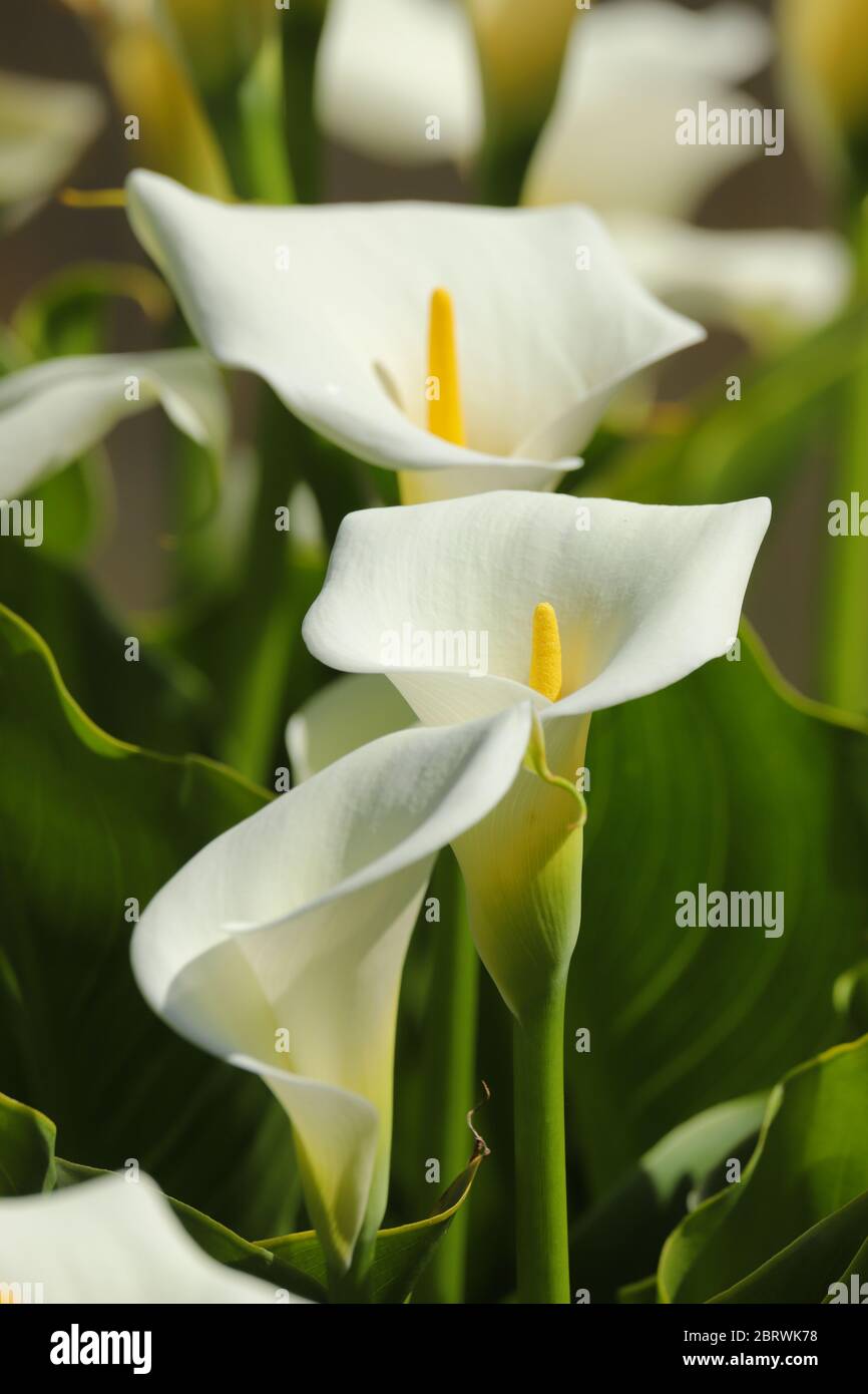 Primo piano di fiori di giglio di arum bianco al sole di primavera Foto Stock