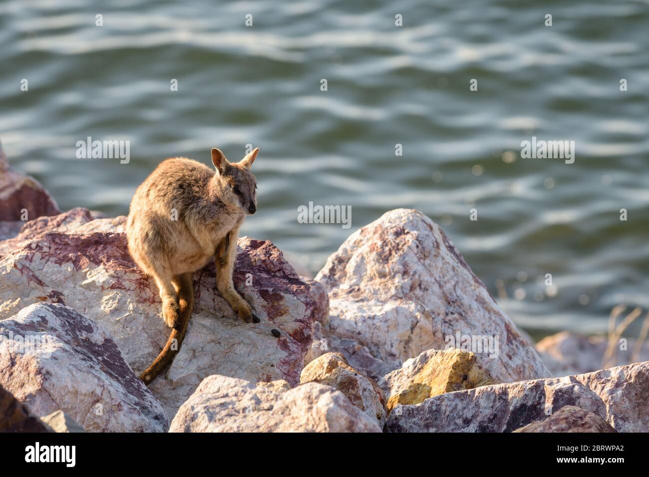 Allied rock-wallaby (Petrogale assimilis) cottura al sole tra le rocce di parete della diga di Ross River Dam a Townsville, Queensland, Australia. Foto Stock