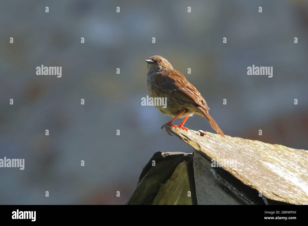 Dunnock (Prunella modularis) che si affaccia in giardino Foto Stock