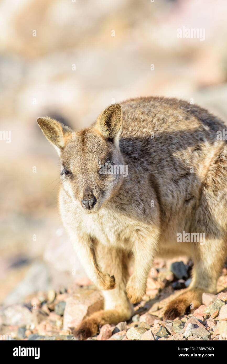 Allied rock-wallaby (Petrogale assimilis) cottura al sole tra le rocce di parete della diga di Ross River Dam a Townsville, Queensland, Australia. Foto Stock