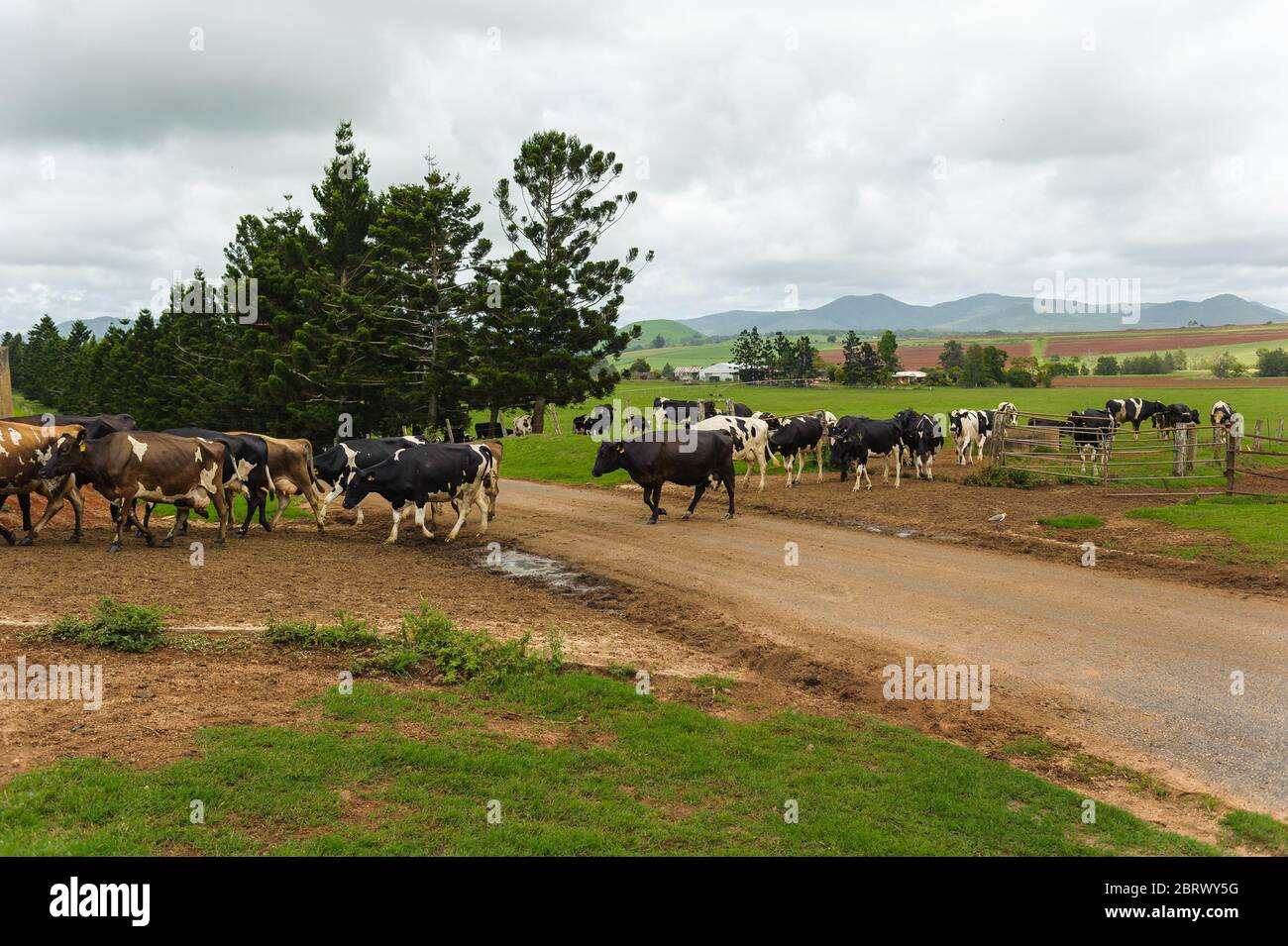 Un allevamento di latte friesiano si trova lungo una strada sterrata di un cortile, sulla strada per il capannone di mungitura nelle Tablelands di Aterton, nell'estremo Queensland del Nord. Foto Stock