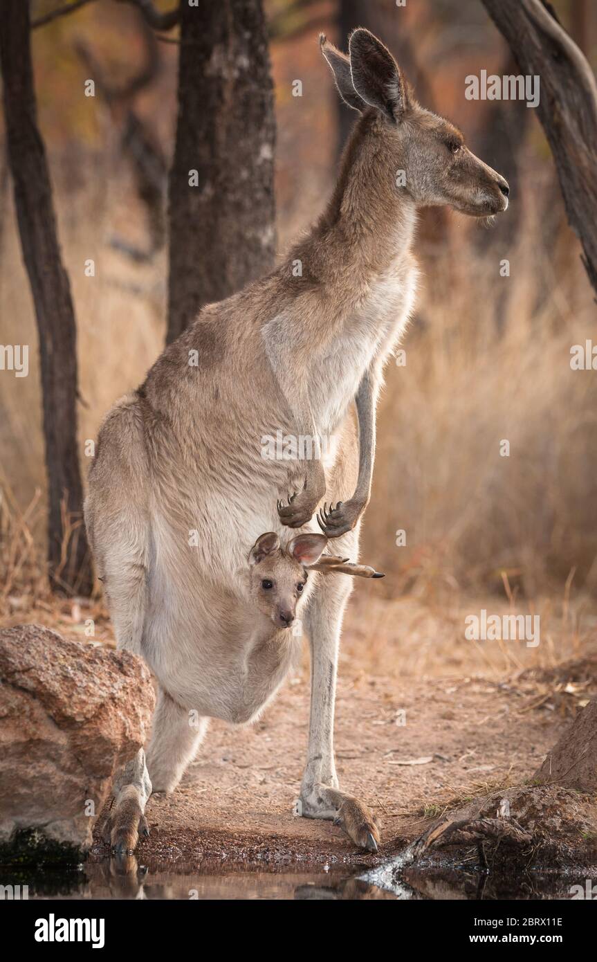 Una canguro grigio orientale femminile con un joey in sacchetto si rompe attraverso la savana australiana asciutta per dissetare la sua sete in un buco d'acqua outback. Foto Stock