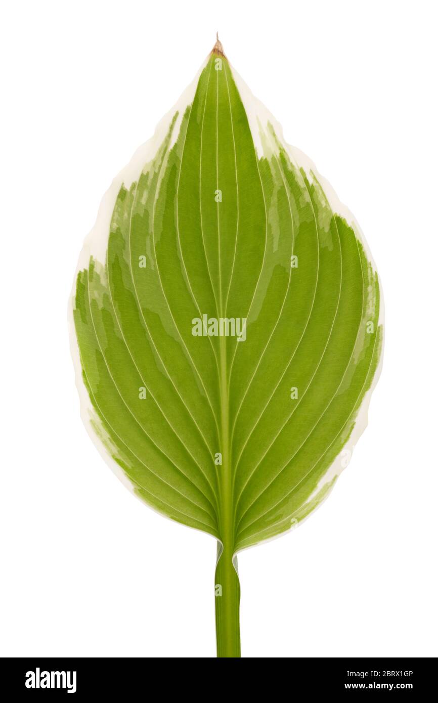 Foglia di osta variegata su sfondo bianco Foto Stock