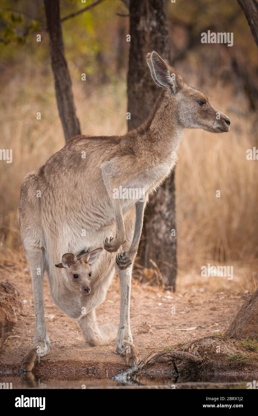 Una canguro grigio orientale femminile con un joey in sacchetto si rompe attraverso la savana australiana asciutta per dissetare la sua sete in un buco d'acqua outback. Foto Stock