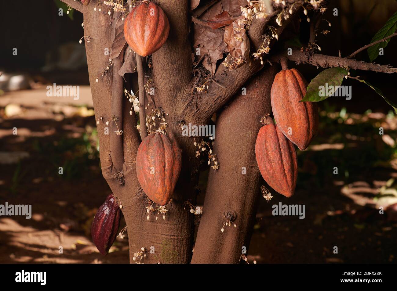 I cialde di cacao marrone sull'albero pendono sui rami vista ravvicinata Foto Stock