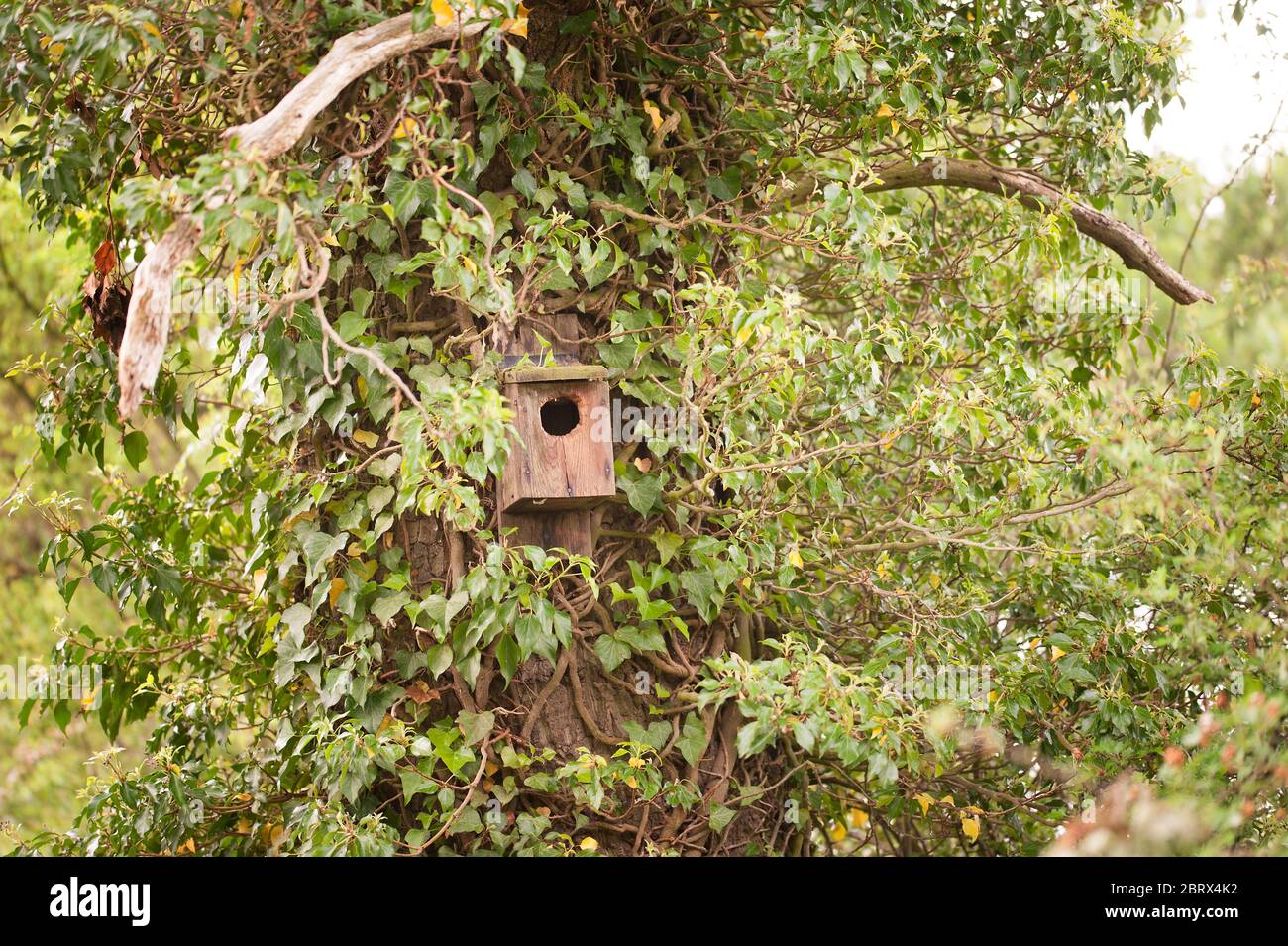 Casella di uccelli su un albero Foto Stock