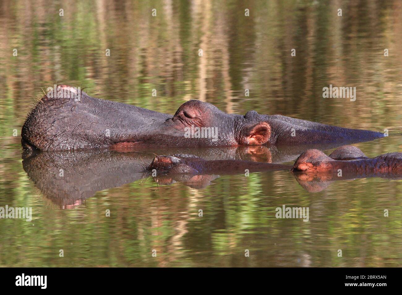Dalla superficie dell'acqua sporgono due teste di ippopotami, il Sudafrica. Foto Stock