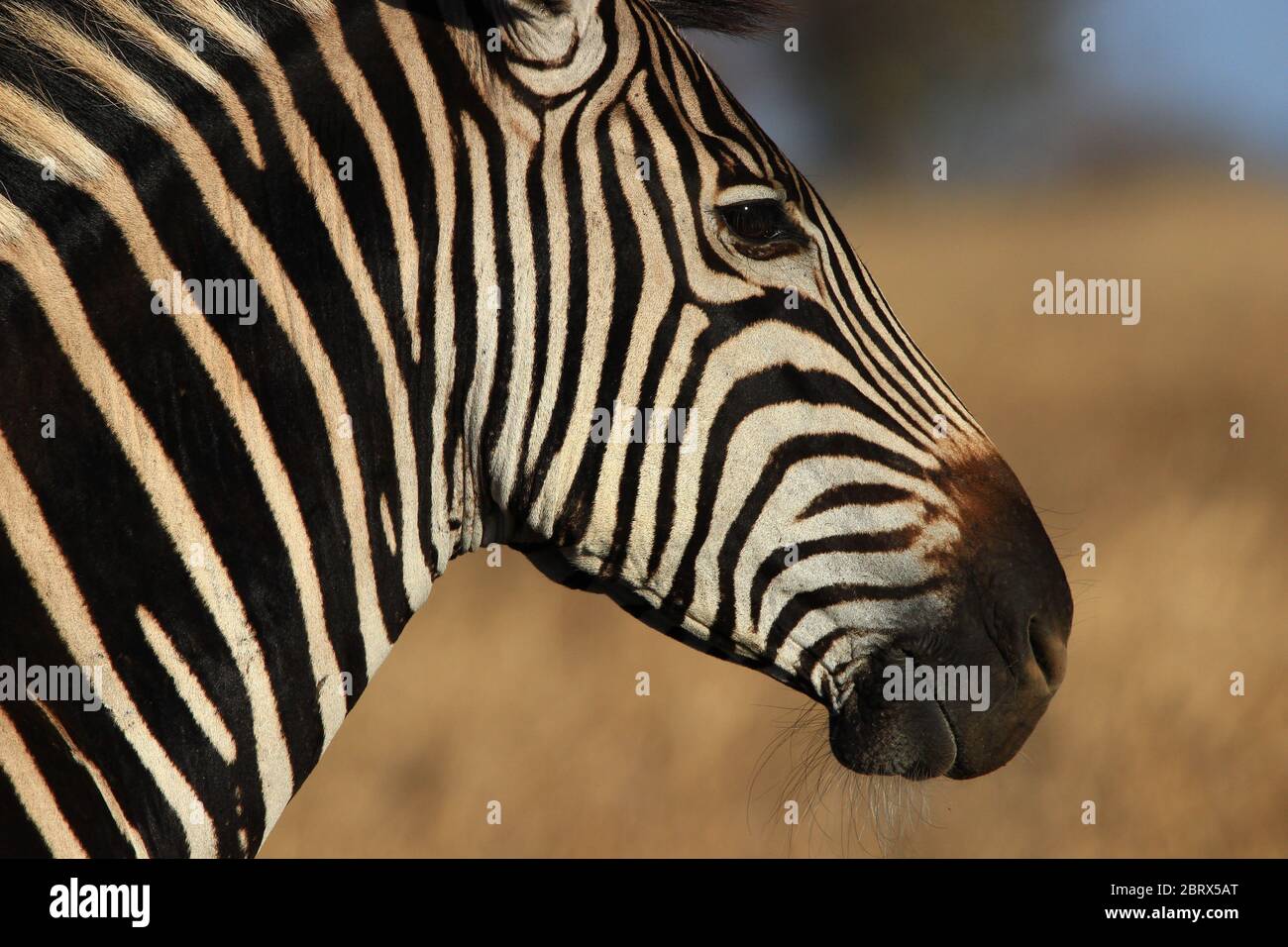 Ritratto di una zebra di Burchell che contempla la savana del Sud Africa. Foto Stock