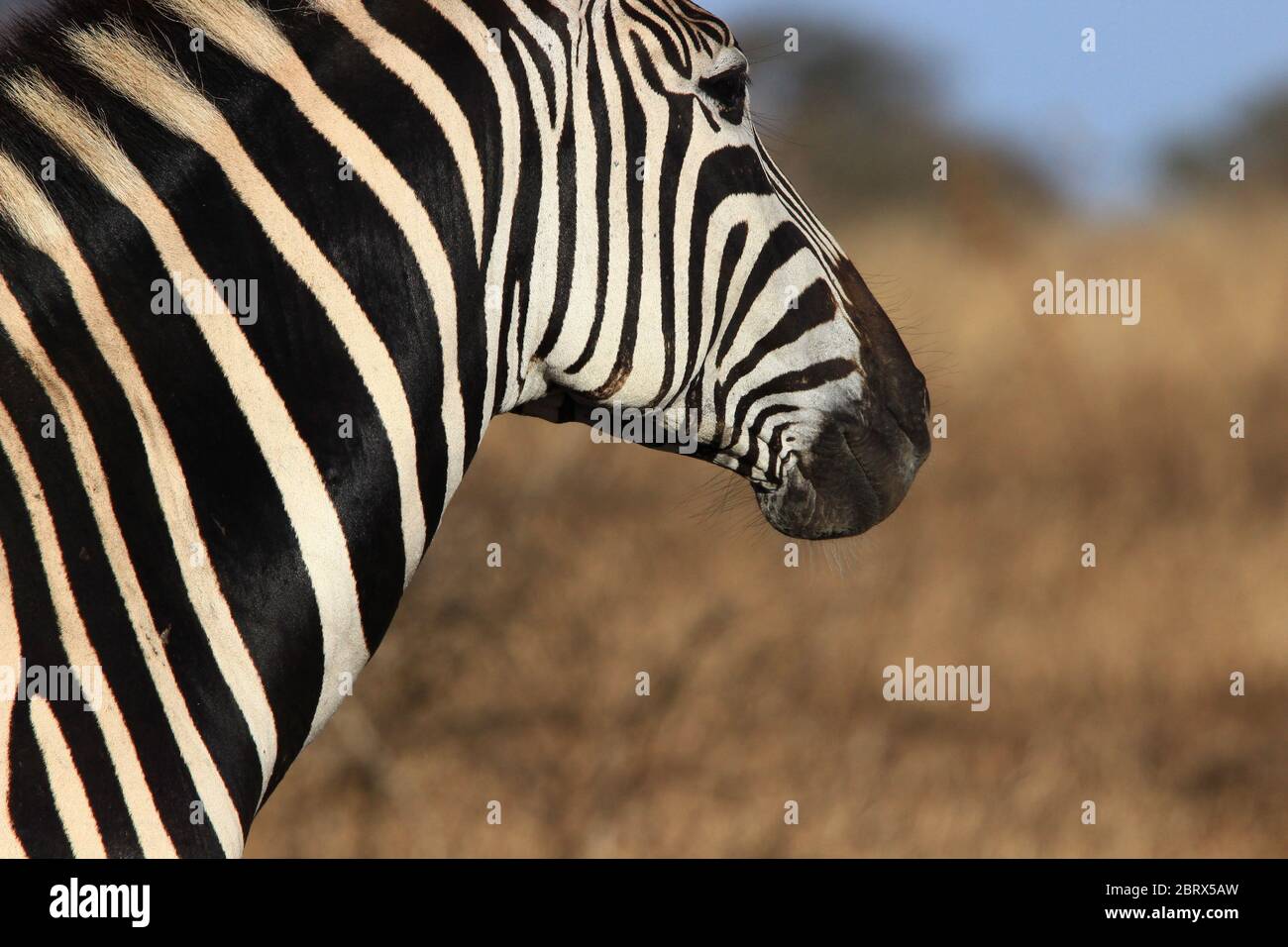 Ritratto di una zebra di Burchell che contempla la savana del Sud Africa. Foto Stock
