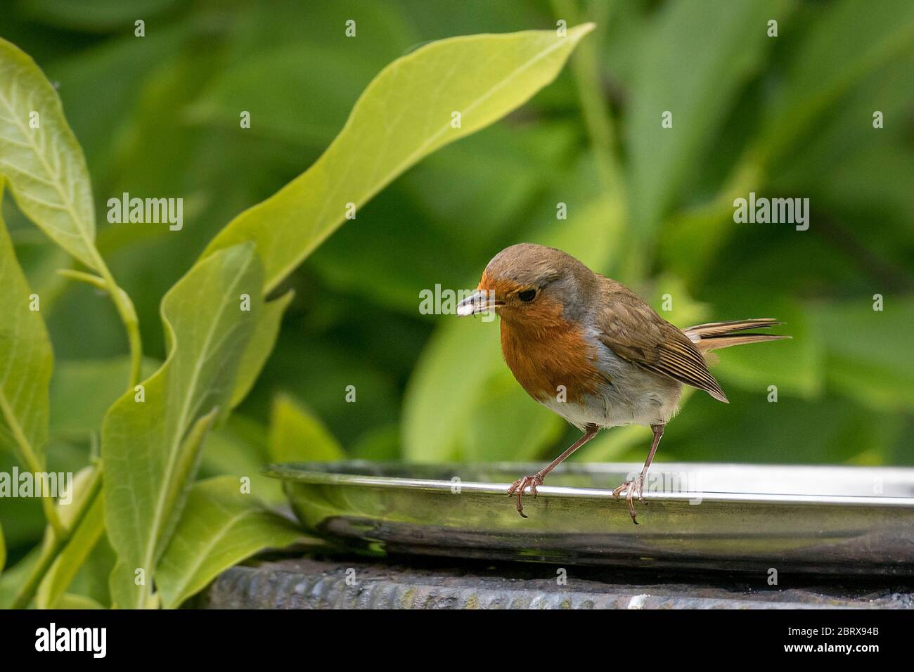 Uccello comune giardino il robin. Foto Stock