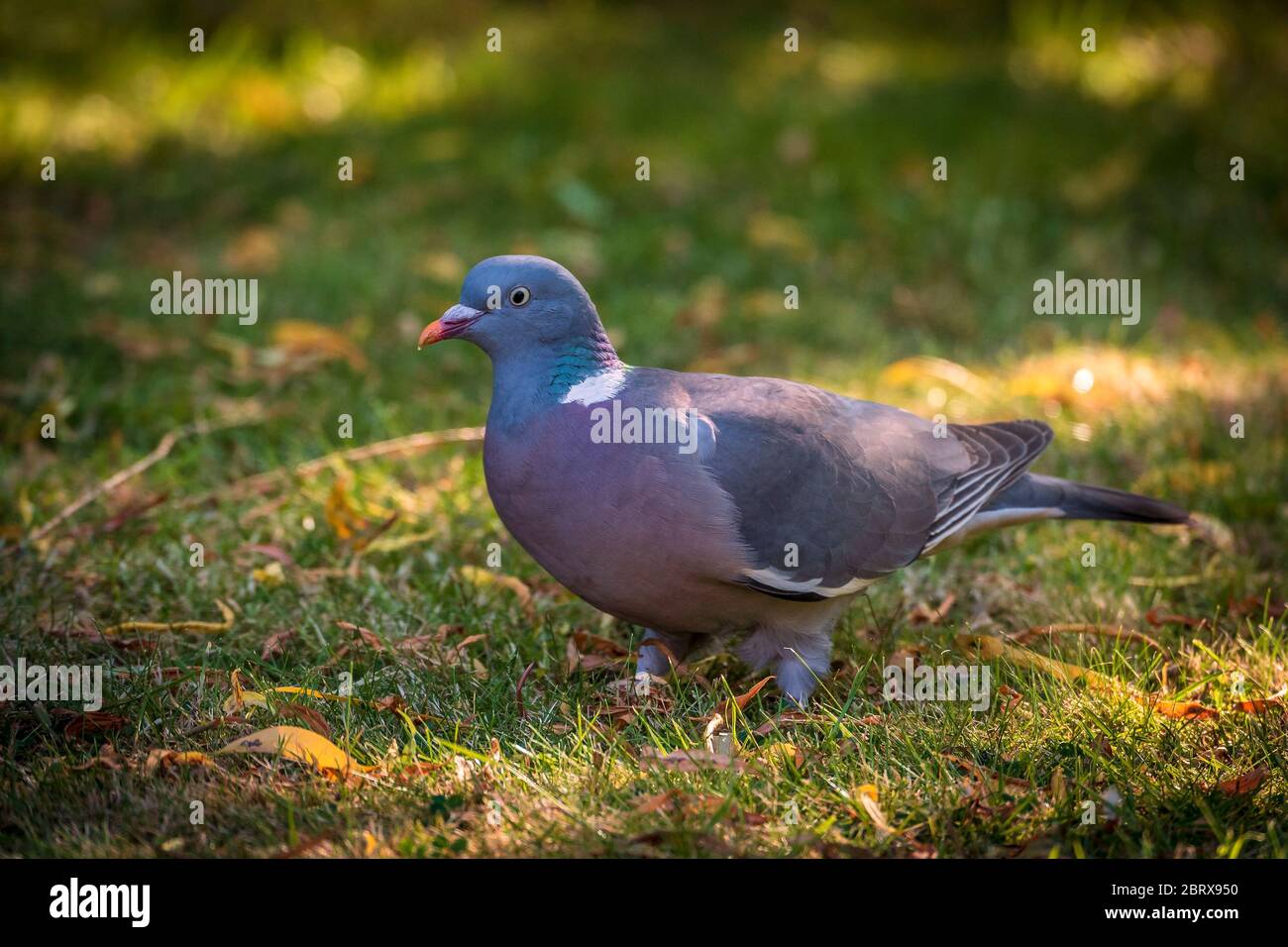 Pigeon sul terreno Foto Stock