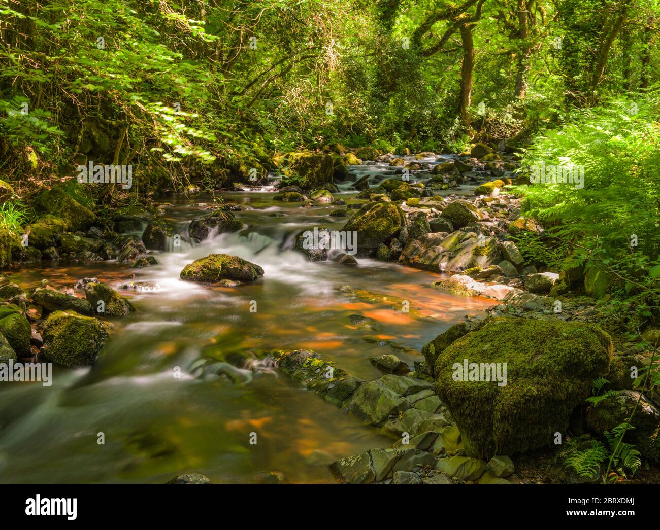 Il fiume East Okement scende da Dartmoor attraverso la West Cleave vicino a Okehampton, Devon, Inghilterra, Regno Unito. Foto Stock