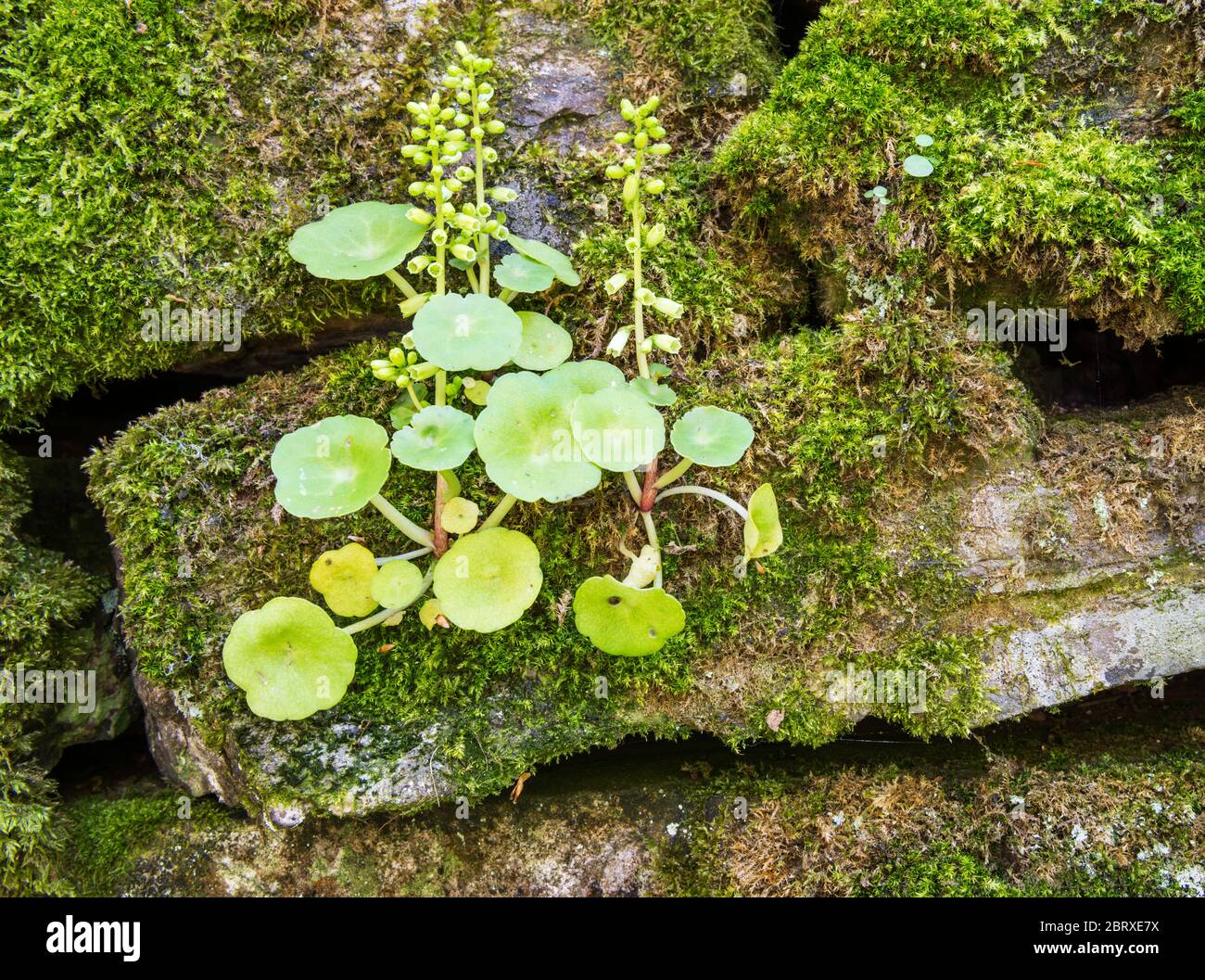 Pennywort o Navelwort (umbilicus rupestris) che cresce su una parete di muschio vicino al fiume Okement orientale, Dartmoor National Park, Devon, Inghilterra, Regno Unito. Foto Stock