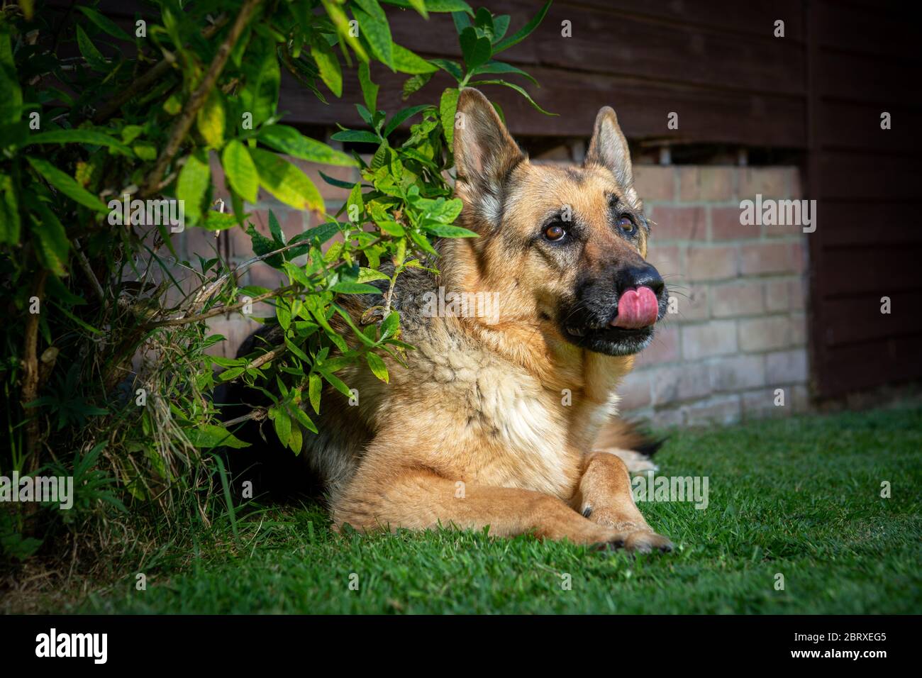 Pastore Tedesco cane alsaziano leccando le labbra Foto Stock