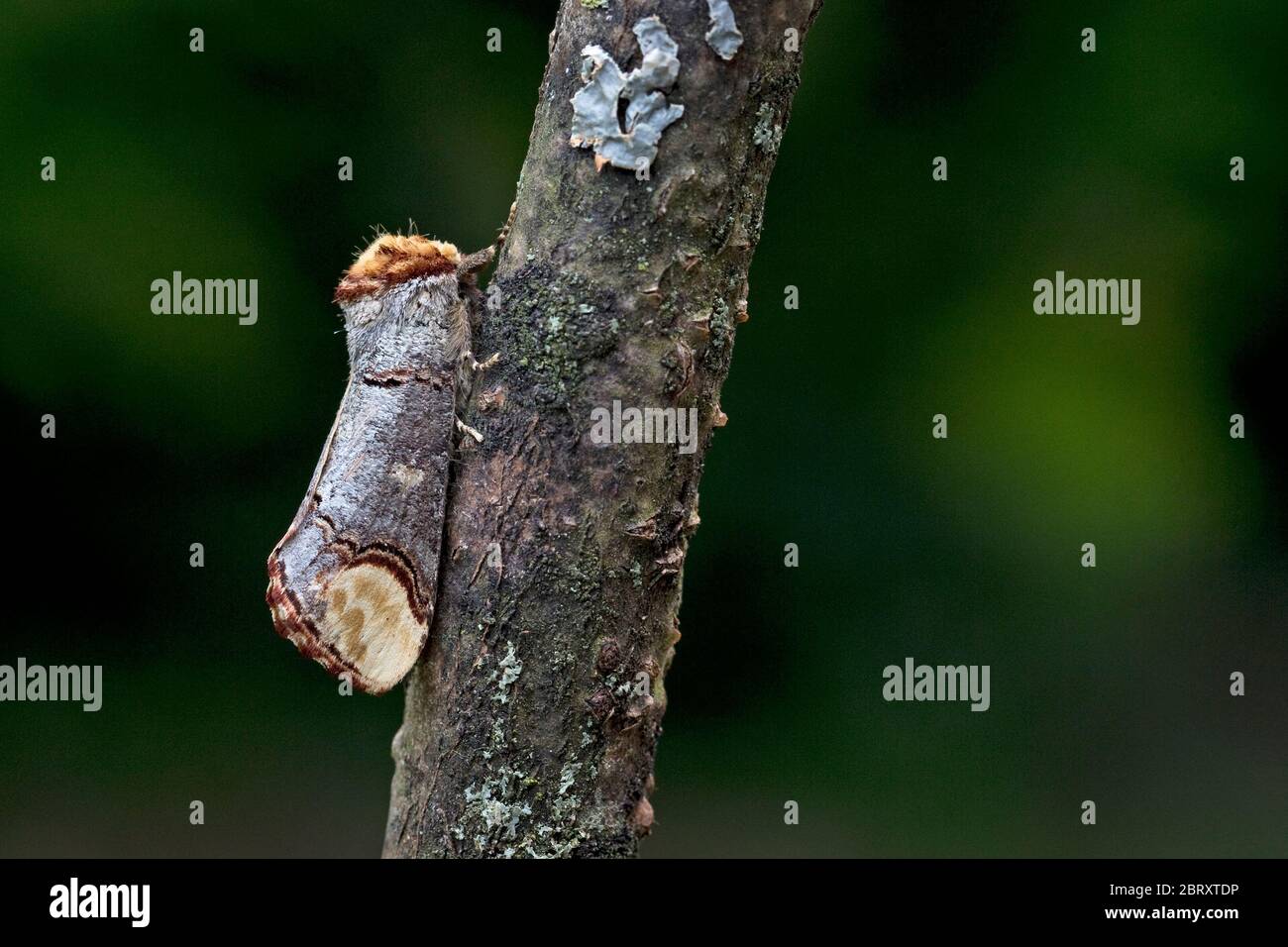 Buff-punta (Phalera bucephala) Foto Stock