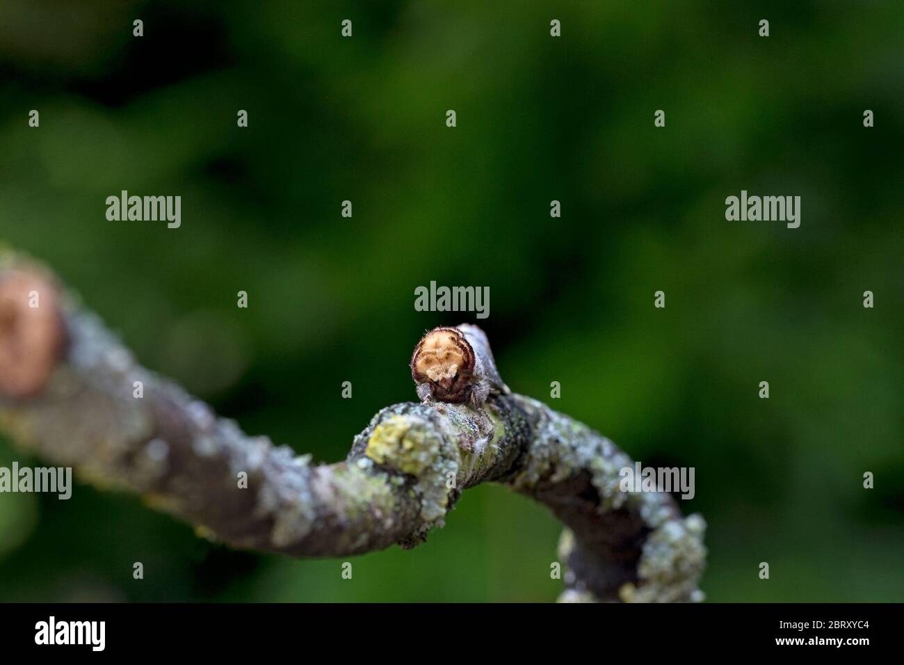 Buff-punta (Phalera bucephala) Foto Stock
