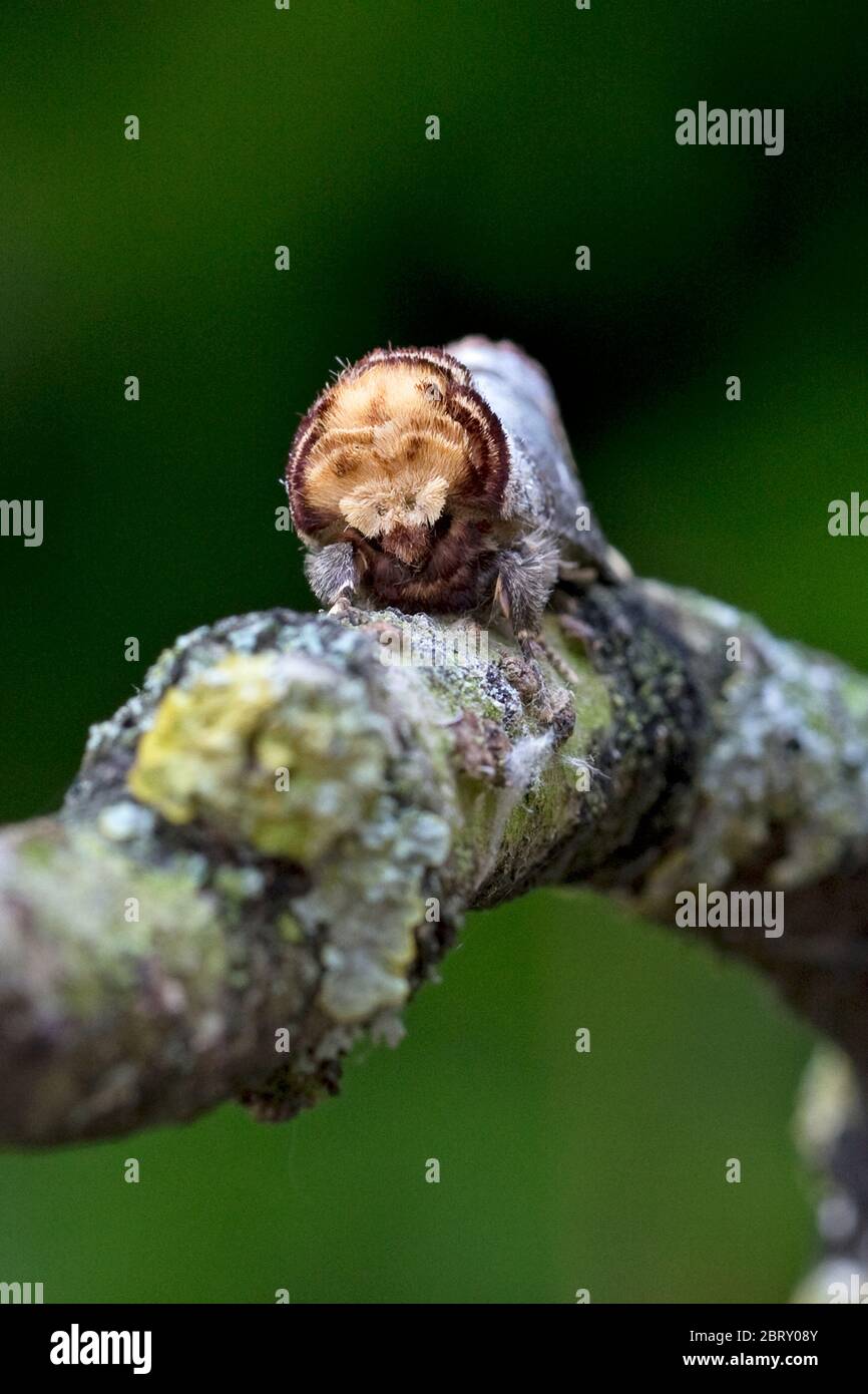 Buff-punta (Phalera bucephala) Foto Stock