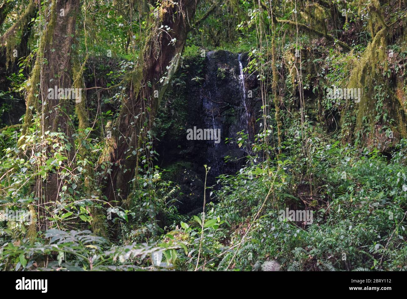 Vita vegetale nella zona ecologica della brughiera del Monte Kilimanjaro, Tanzania Foto Stock