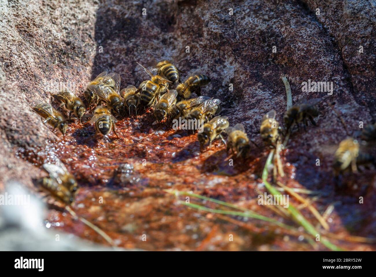 Ape di miele. API mellifera (Linnaeus) Foto Stock