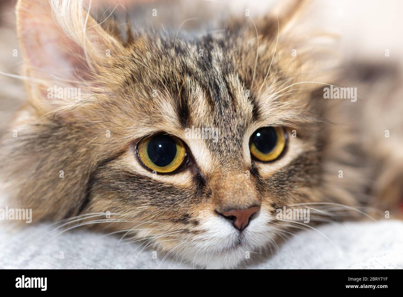 Il muso di un gatto a righe non di razza con il suo sguardo a lato. Foto Stock