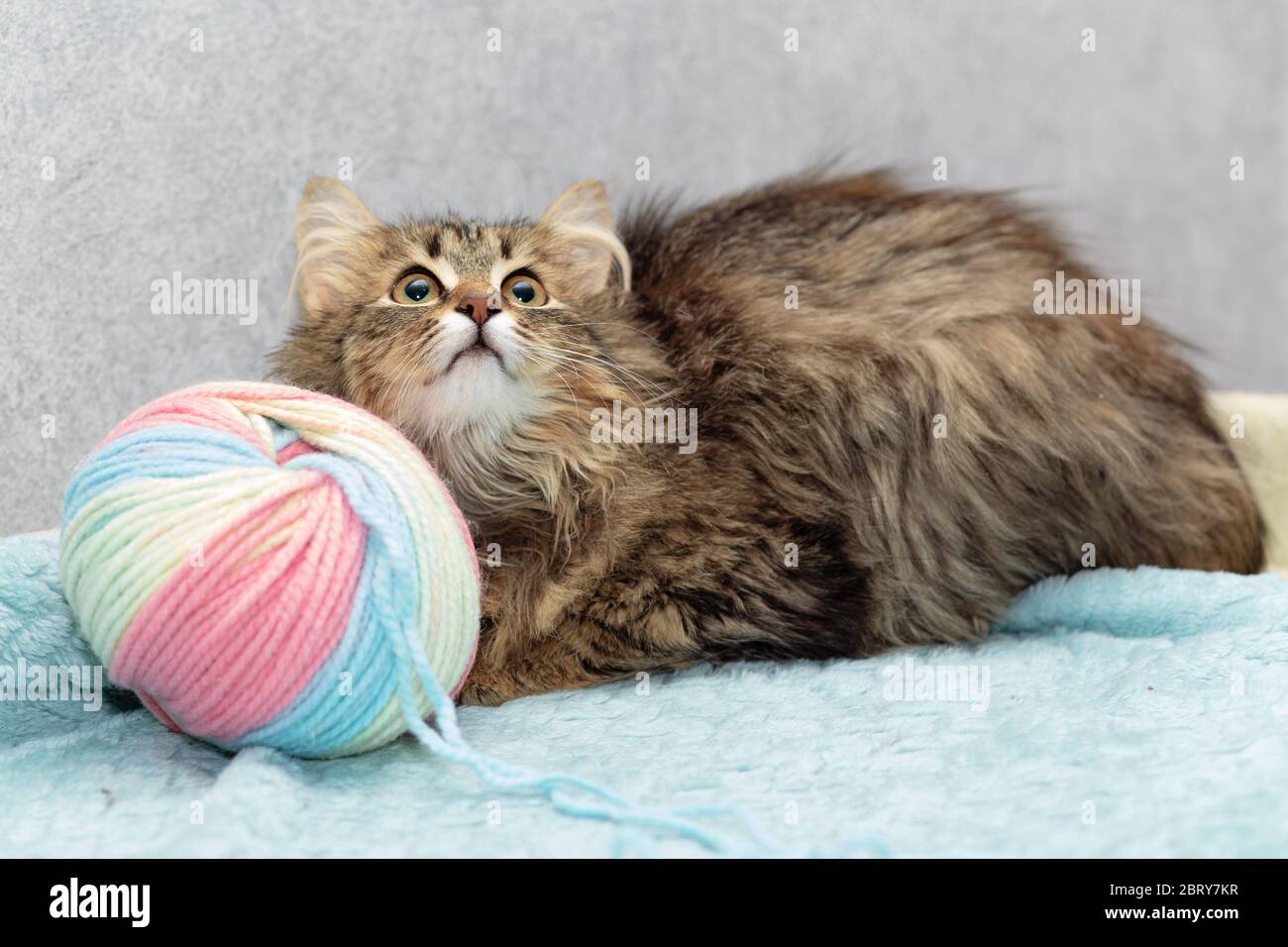 Il gatto peloso senza allevamento si trova vicino ad un groviglio grande di lana e guarda in su Foto Stock