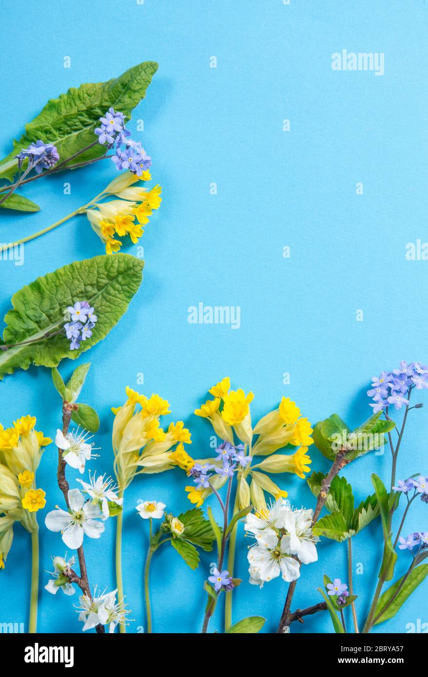 Vari concetti di sfondo dei fiori di primavera. Blu dimenticate-me-nots, cowslips gialli, fiori di ciliegio su sfondo blu, molto spazio di copia. Foto Stock
