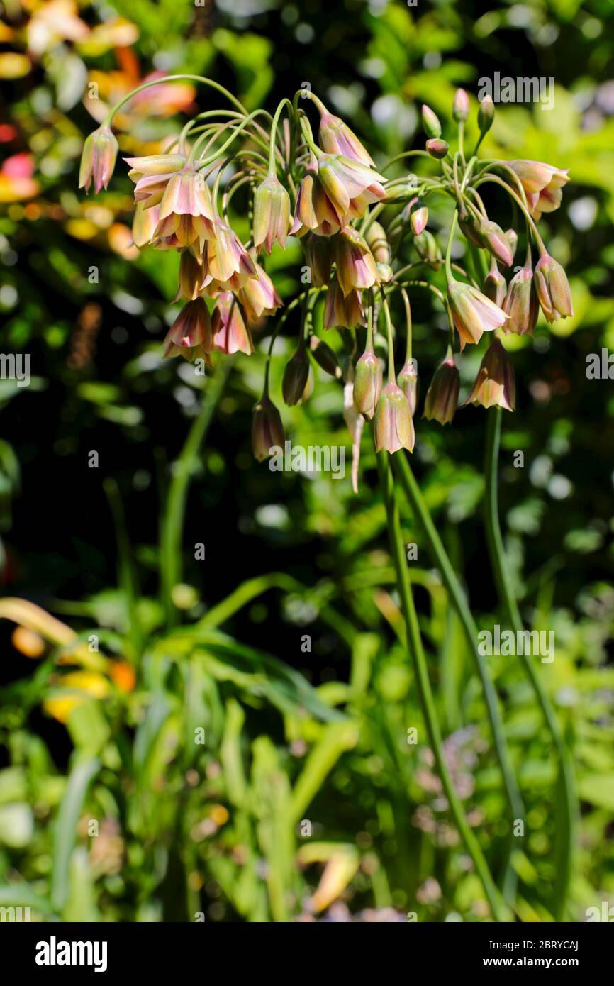 Nectaroscordum siculum ‘Saglio al miele siciliano’ Foto Stock