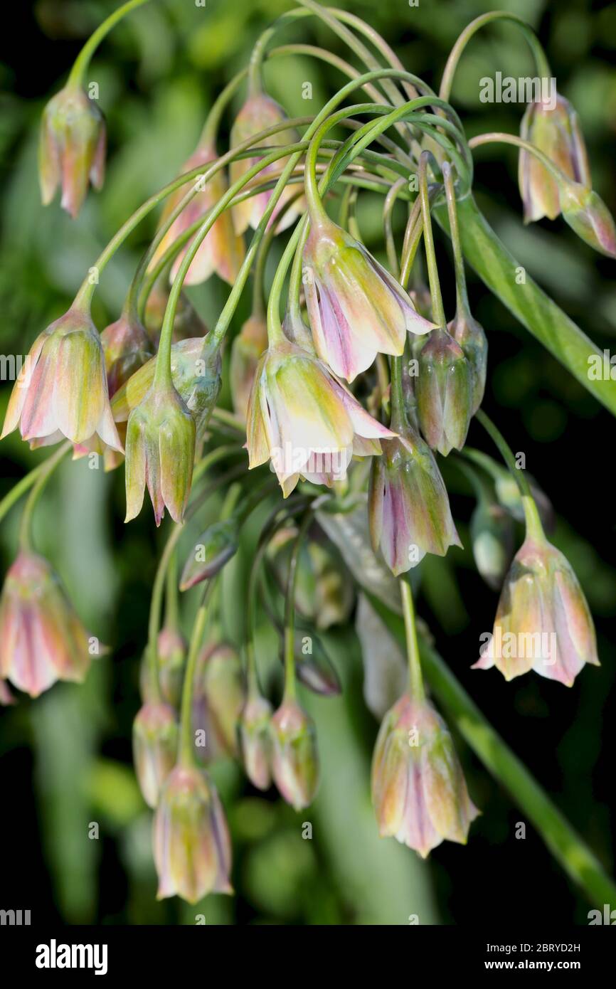 Nectaroscordum siculum ‘Saglio al miele siciliano’ Foto Stock