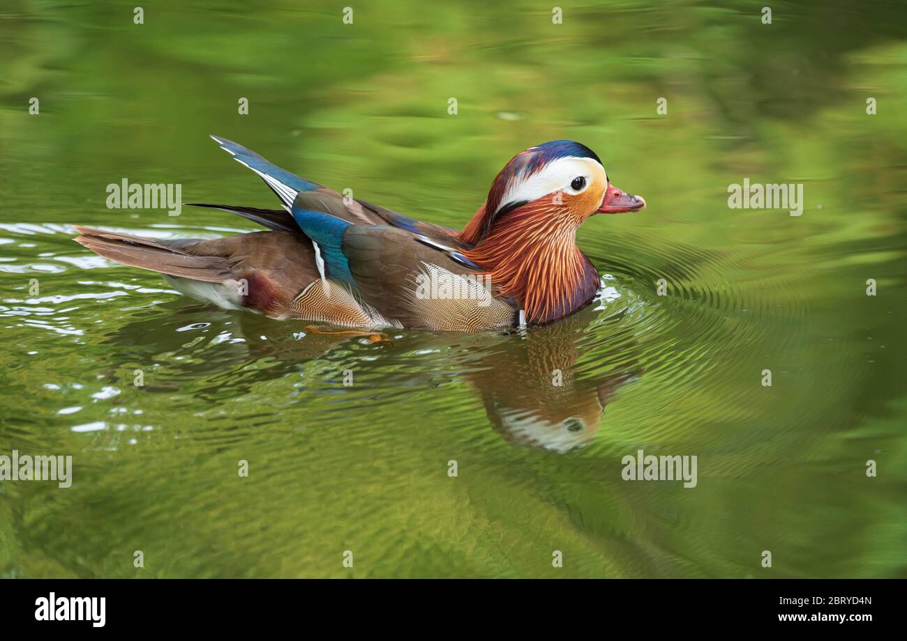 Vista ravvicinata di un'anatra mandarino che nuota in un lago che riflette un bel sfondo verde. Foto Stock