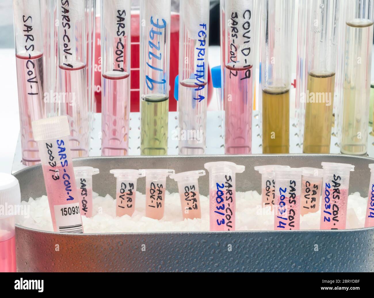 Fiale con campioni di SARS-COV-1 preparati a freddo in uno studio epiedomologico di laboratorio su SARS-COV-2 Covid-19, immagine concettuale Foto Stock