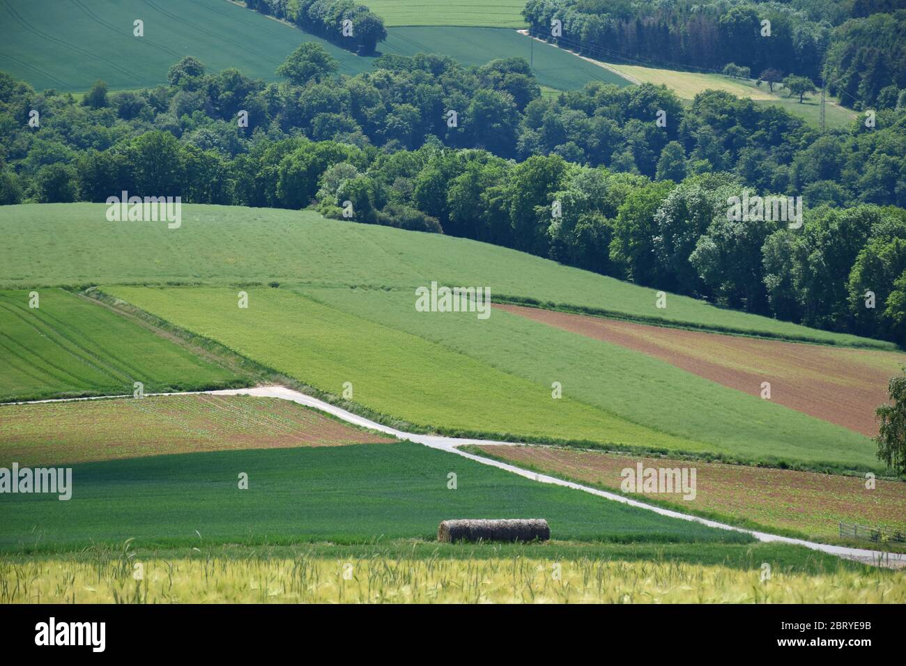 Paesaggio rurale con campi verdi in montagna Eifel, Germania Foto Stock