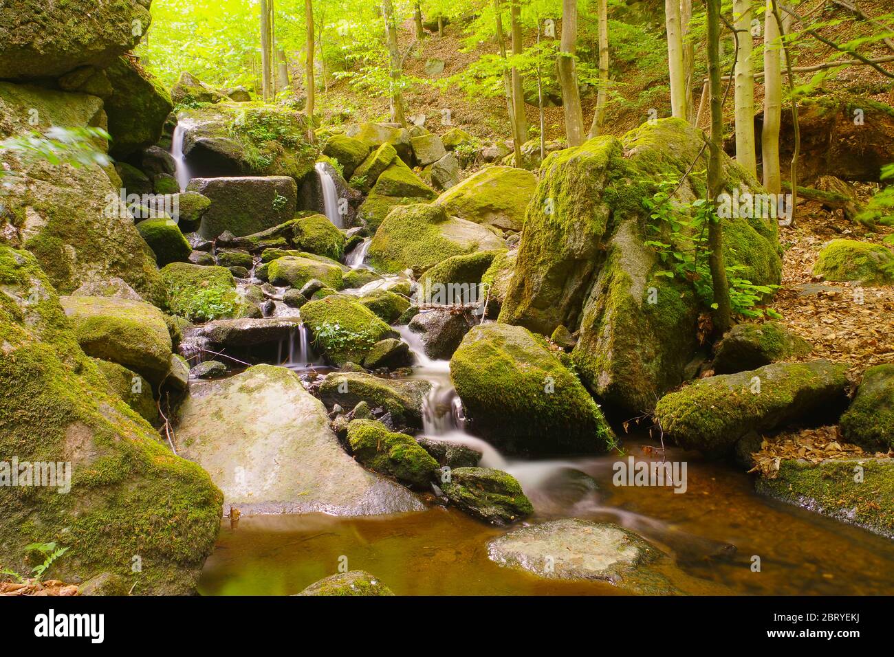 Wild Gorge (Dziki Wąwóz), Pokrzywnik, Polonia Foto Stock