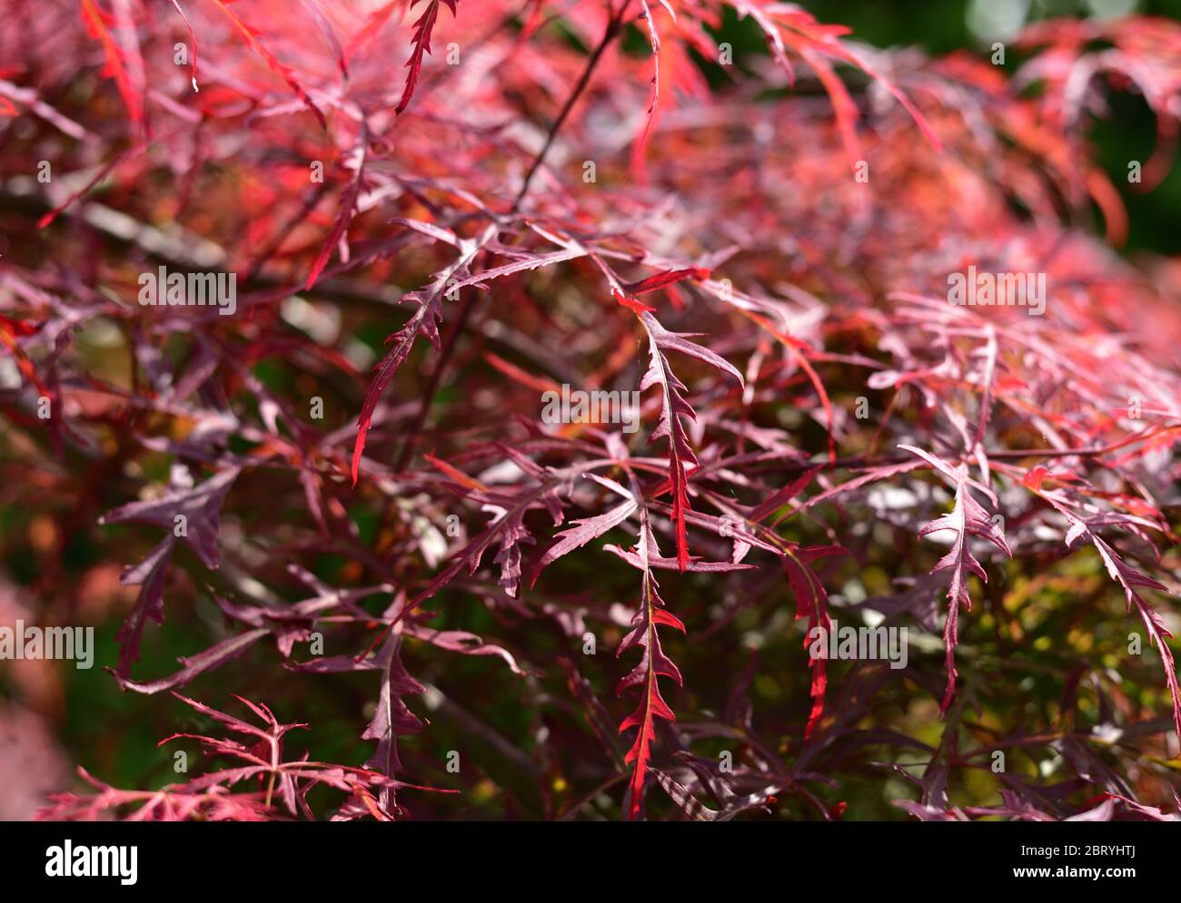 Foglie di un piccolo acero rosso giapponese Foto Stock