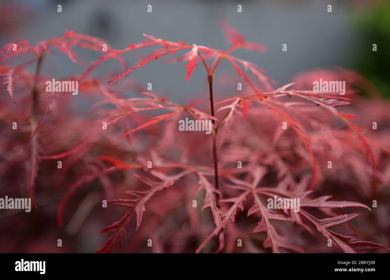Piccole foglie rosse di un acero giapponese Foto Stock